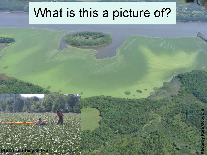 Photo courtesy of IES Photo by Kara Goodwin What is this a picture of?