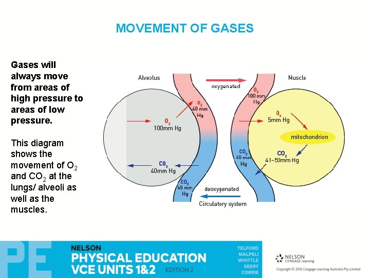 MOVEMENT OF GASES Gases will always move from areas of high pressure to areas MOVEMENT OF GASES Gases will always move from areas of high pressure to areas