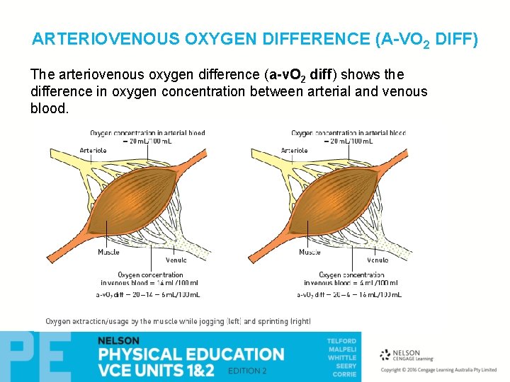 ARTERIOVENOUS OXYGEN DIFFERENCE (A-VO 2 DIFF) The arteriovenous oxygen difference (a-v. O 2 diff) ARTERIOVENOUS OXYGEN DIFFERENCE (A-VO 2 DIFF) The arteriovenous oxygen difference (a-v. O 2 diff)
