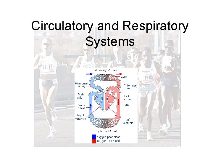 Circulatory and Respiratory Systems 