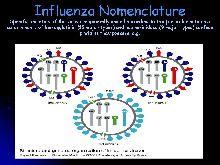 Influenza Nomenclature Specific varieties of the virus are generally named according to the particular