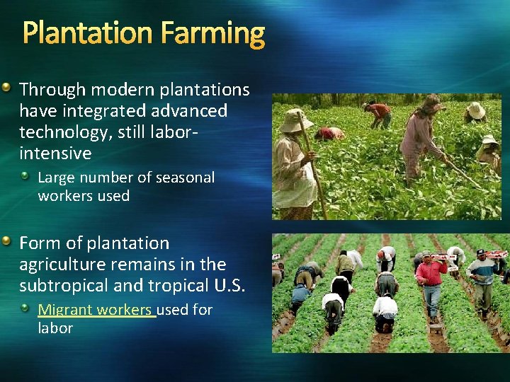 Plantation Farming Through modern plantations have integrated advanced technology, still laborintensive Large number of