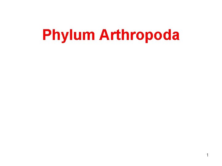 Phylum Arthropoda 1 