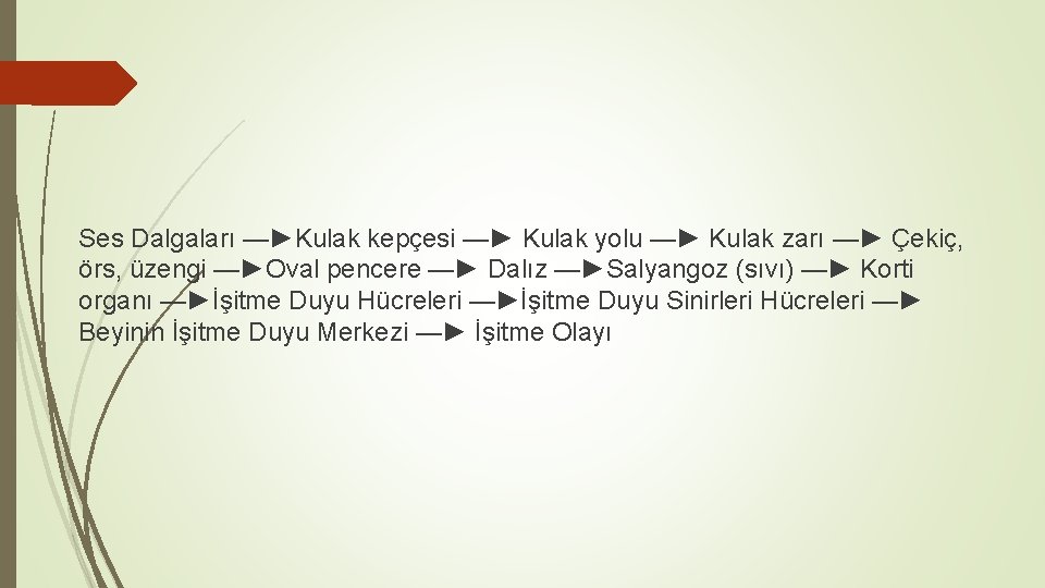 Ses Dalgaları —►Kulak kepçesi —► Kulak yolu —► Kulak zarı —► Çekiç, örs, üzengi