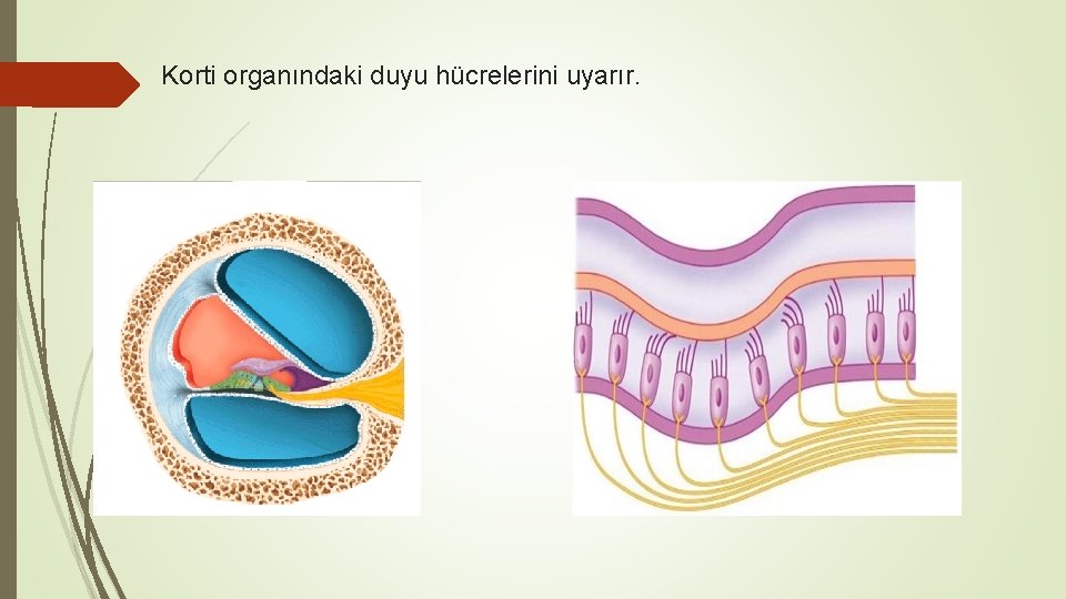 Korti organındaki duyu hücrelerini uyarır. 