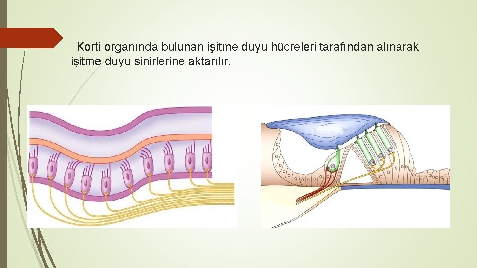 Korti organında bulunan işitme duyu hücreleri tarafından alınarak işitme duyu sinirlerine aktarılır. 