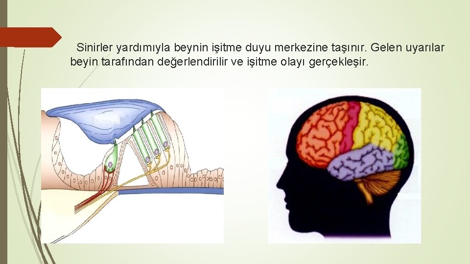 Sinirler yardımıyla beynin işitme duyu merkezine taşınır. Gelen uyarılar beyin tarafından değerlendirilir ve işitme