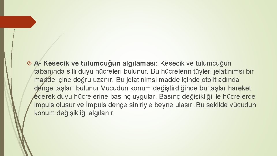  A- Kesecik ve tulumcuğun algılaması: Kesecik ve tulumcuğun tabanında silli duyu hücreleri bulunur.