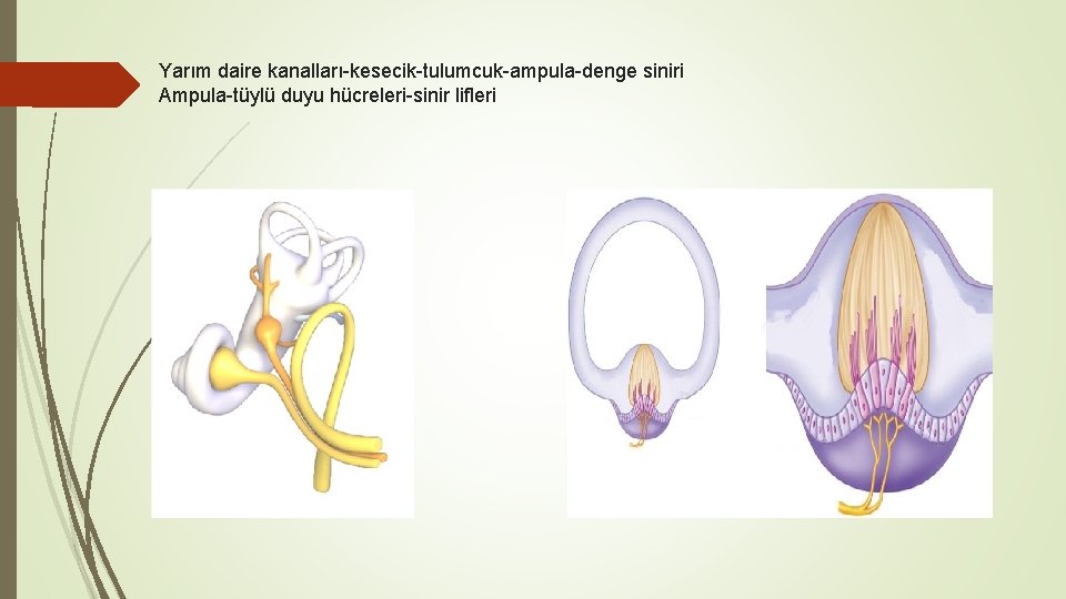 Yarım daire kanalları-kesecik-tulumcuk-ampula-denge siniri Ampula-tüylü duyu hücreleri-sinir lifleri 