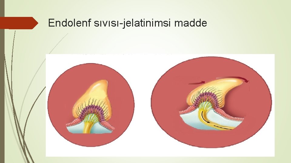 Endolenf sıvısı-jelatinimsi madde 