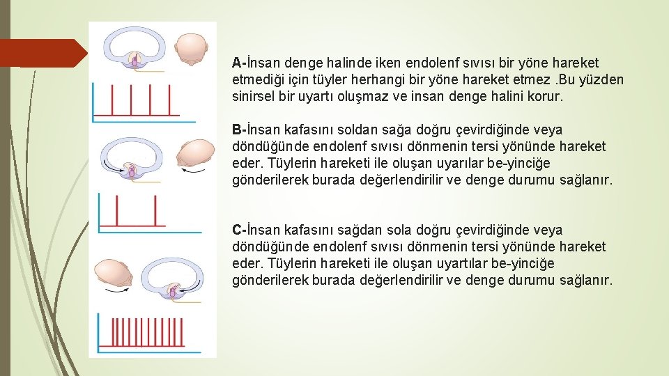 A-İnsan denge halinde iken endolenf sıvısı bir yöne hareket etmediği için tüyler herhangi bir