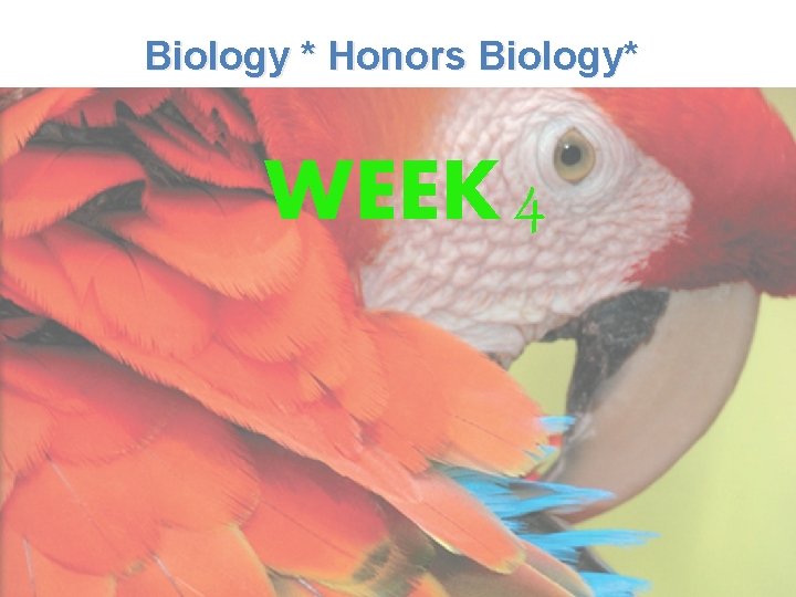 Lesson Overview What is Ecology? Biology * Honors Biology* WEEK 4 