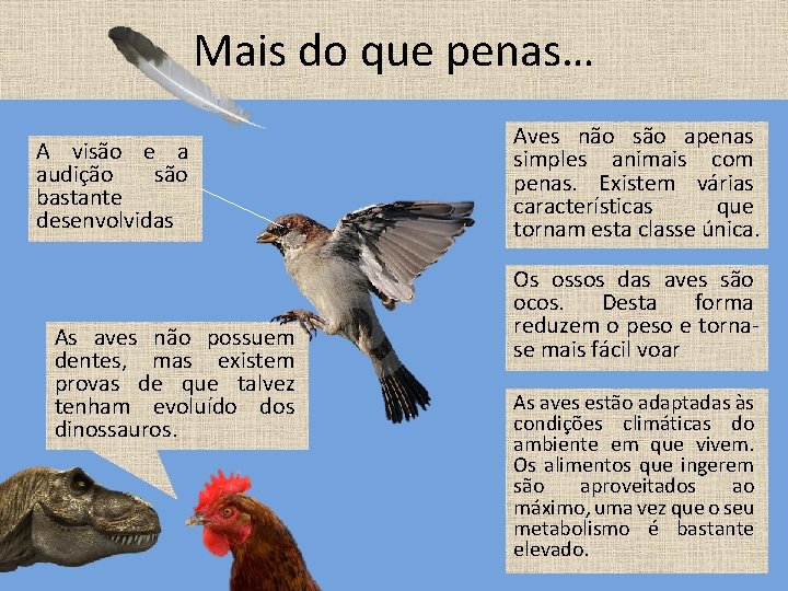 Mais do que penas… A visão e a audição são bastante desenvolvidas As aves