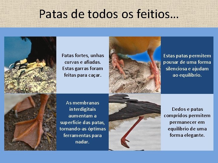 Patas de todos os feitios… Patas fortes, unhas curvas e afiadas. Estas garras foram