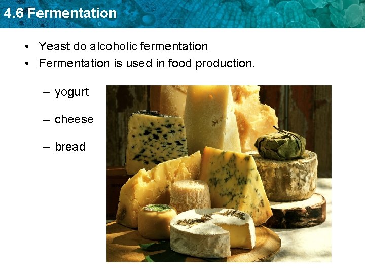 4. 6 Fermentation • Yeast do alcoholic fermentation • Fermentation is used in food