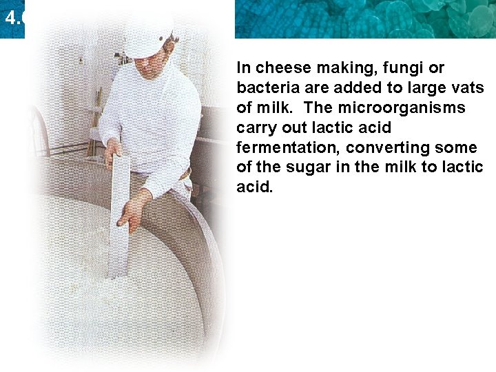 4. 6 Fermentation In cheese making, fungi or bacteria are added to large vats