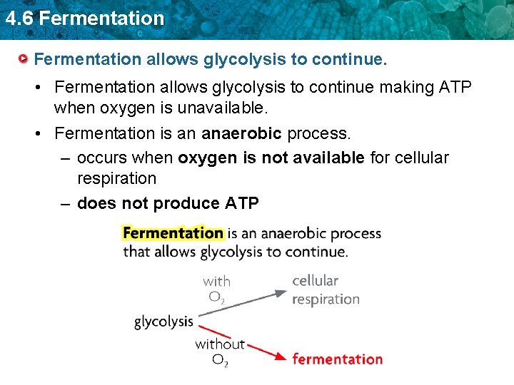 4. 6 Fermentation allows glycolysis to continue. • Fermentation allows glycolysis to continue making
