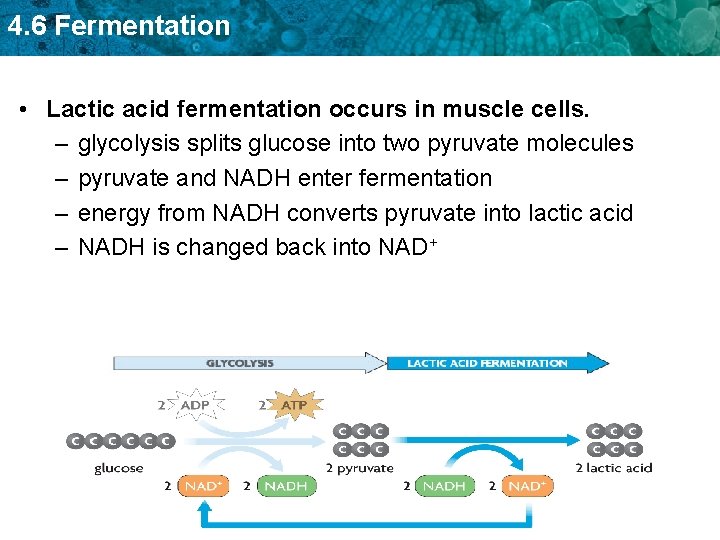4. 6 Fermentation • Lactic acid fermentation occurs in muscle cells. – glycolysis splits