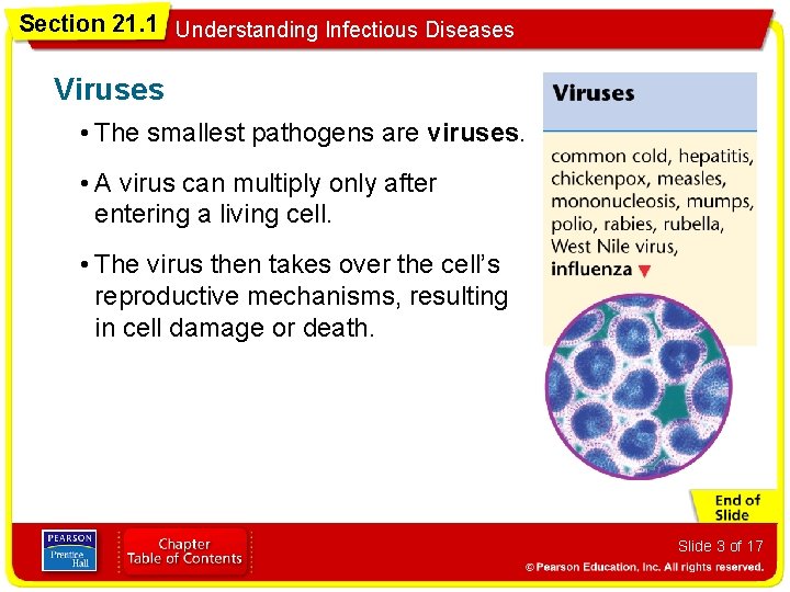 Section 21. 1 Understanding Infectious Diseases Viruses • The smallest pathogens are viruses. •