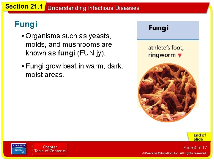 Section 21. 1 Understanding Infectious Diseases Fungi • Organisms such as yeasts, molds, and
