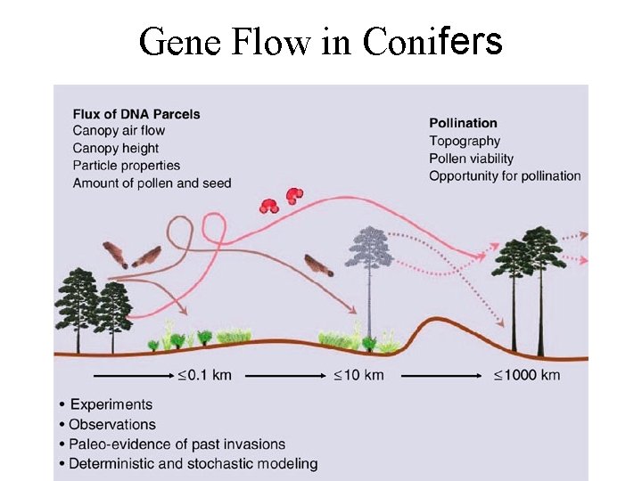 Gene Flow in Conifers 