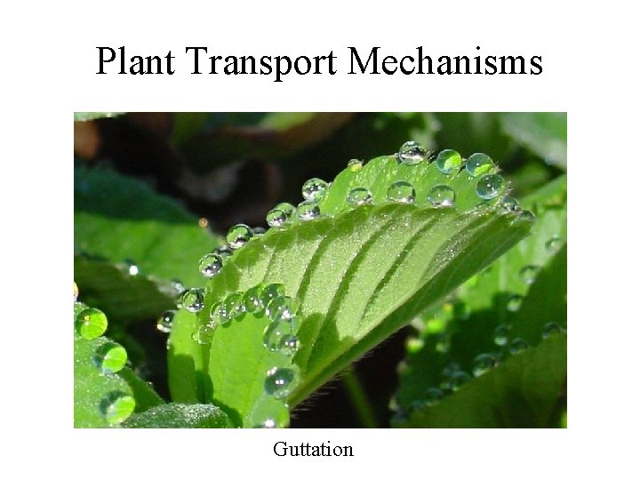 Plant Transport Mechanisms Guttation 
