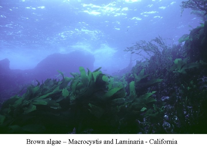 Brown algae – Macrocystis and Laminaria - California 