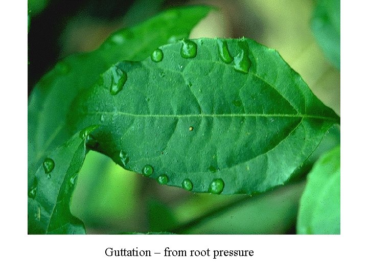 Guttation – from root pressure 