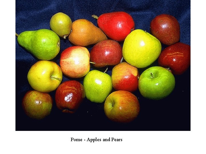 Pome - Apples and Pears 