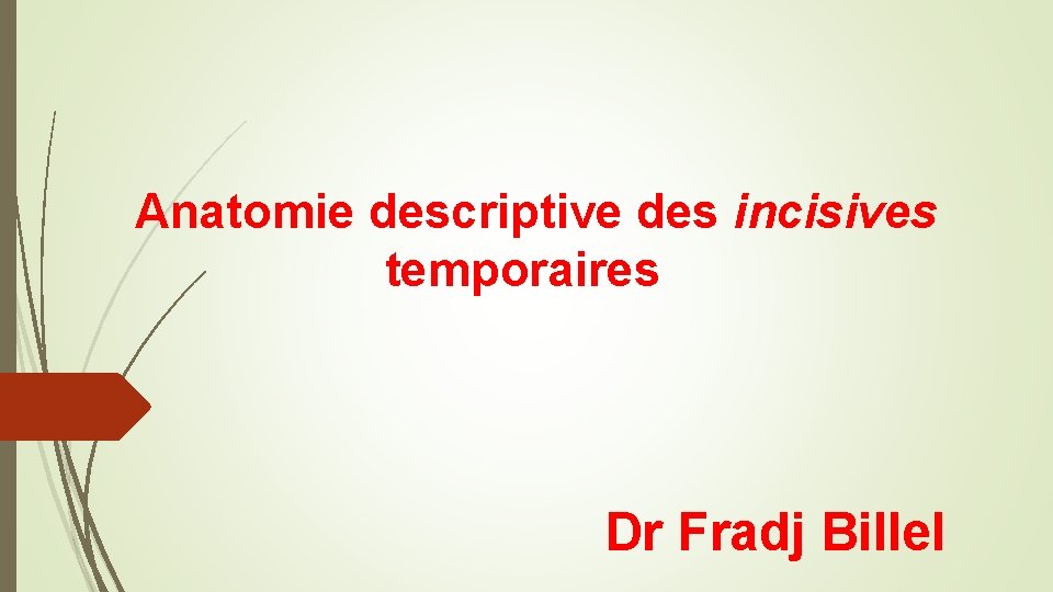 Anatomie descriptive des incisives temporaires Dr Fradj Billel 