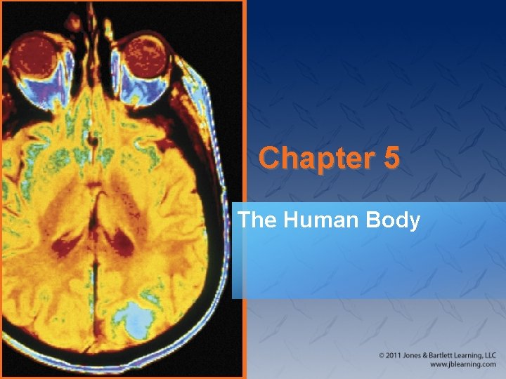 Chapter 5 The Human Body 