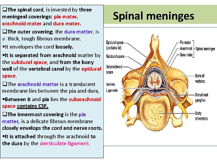 q. The spinal cord, is invested by three meningeal coverings: pia mater, arachnoid mater