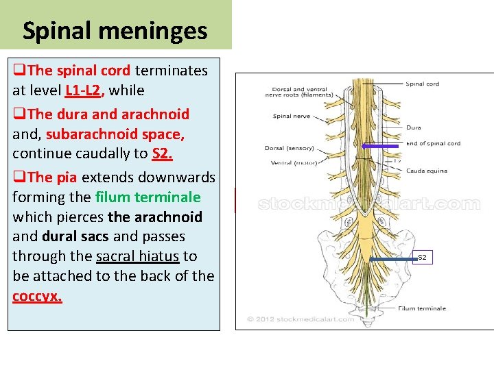 Spinal meninges q. The spinal cord terminates at level L 1 -L 2, L