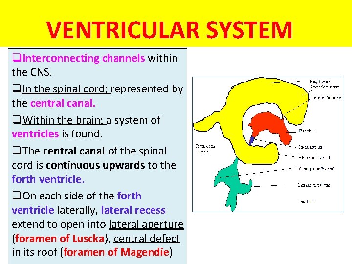 VENTRICULAR SYSTEM q. Interconnecting channels within the CNS. q. In the spinal cord; represented