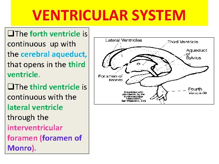 VENTRICULAR SYSTEM q. The forth ventricle is continuous up with the cerebral aqueduct, that