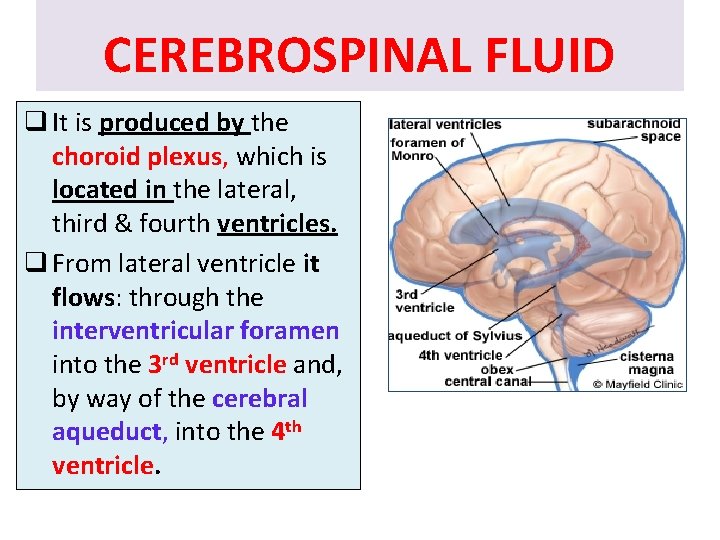 CEREBROSPINAL FLUID q It is produced by the choroid plexus, which is located in