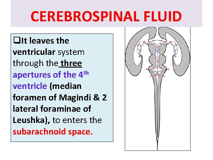 CEREBROSPINAL FLUID q. It leaves the ventricular system through the three apertures of the