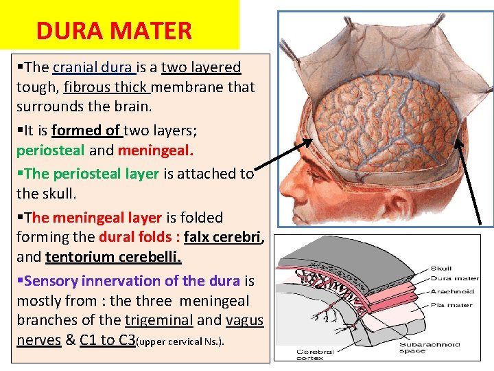 DURA MATER §The cranial dura is a two layered tough, fibrous thick membrane that