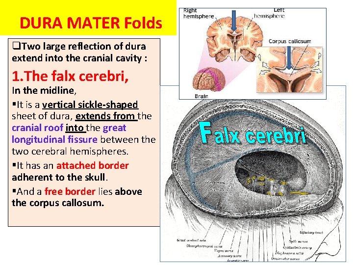 DURA MATER Folds q. Two large reflection of dura extend into the cranial cavity