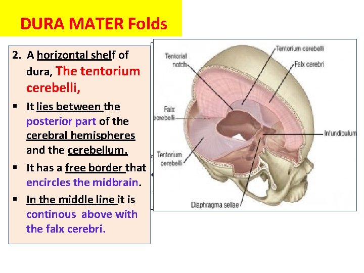 DURA MATER Folds 2. A horizontal shelf of dura, The tentorium cerebelli, § It