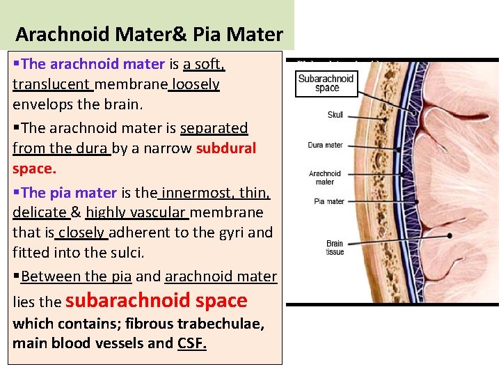 Arachnoid Mater& Pia Mater §The arachnoid mater is a soft, translucent membrane loosely envelops