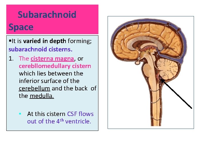 Subarachnoid Space §It is varied in depth forming; subarachnoid cisterns. 1. The cisterna magna,