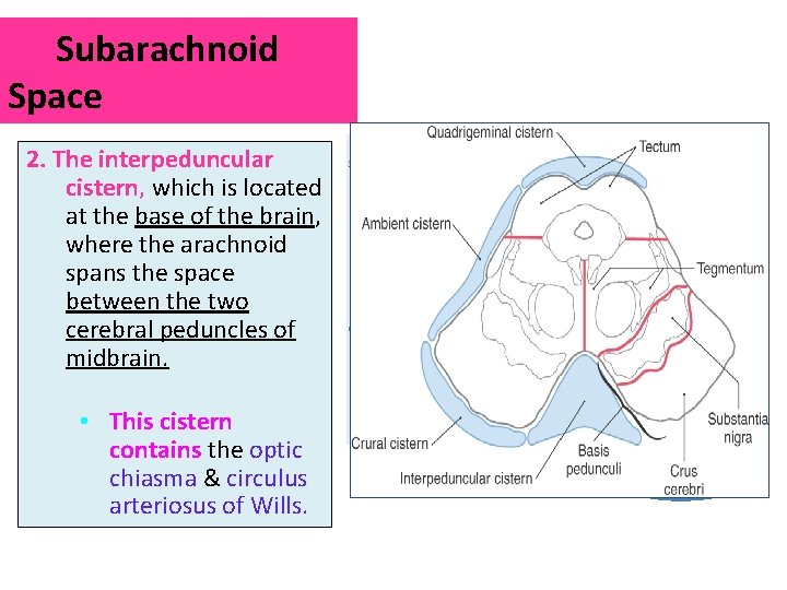 Subarachnoid Space 2. The interpeduncular cistern, which is located at the base of the