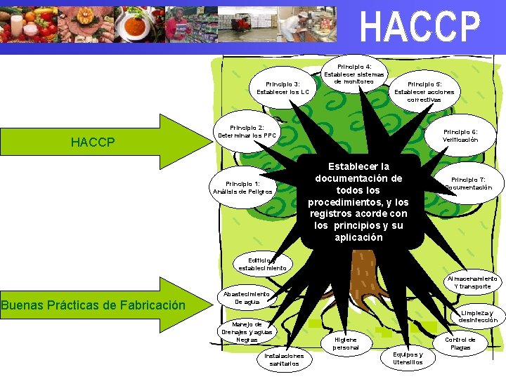 Principio 3: Establecer los LC HACCP Principio 4: Establecer sistemas de monitoreo Principio 5: