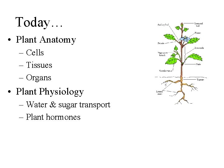 Today… • Plant Anatomy – Cells – Tissues – Organs • Plant Physiology –