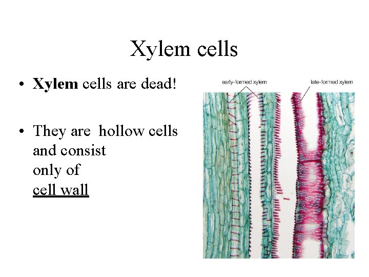 Xylem cells • Xylem cells are dead! • They are hollow cells and consist