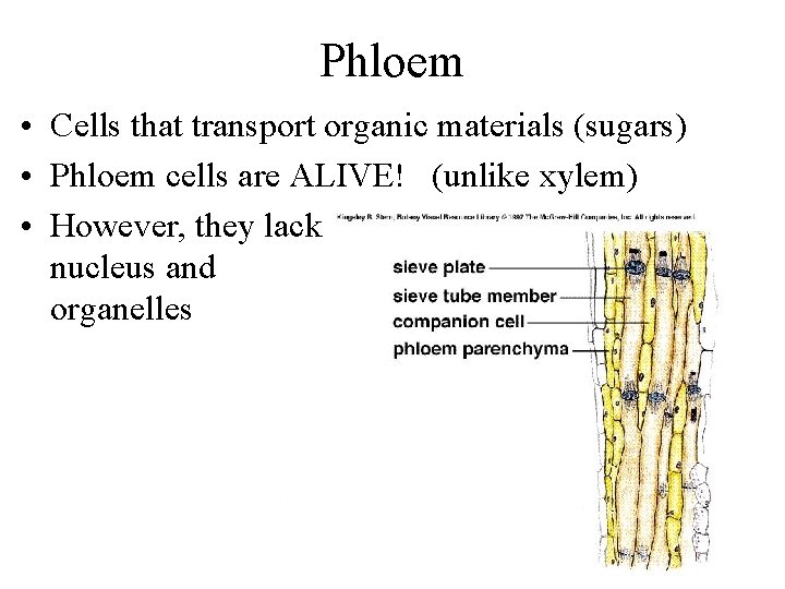 Phloem • Cells that transport organic materials (sugars) • Phloem cells are ALIVE! (unlike