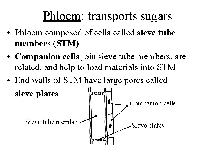 Phloem: transports sugars • Phloem composed of cells called sieve tube members (STM) •