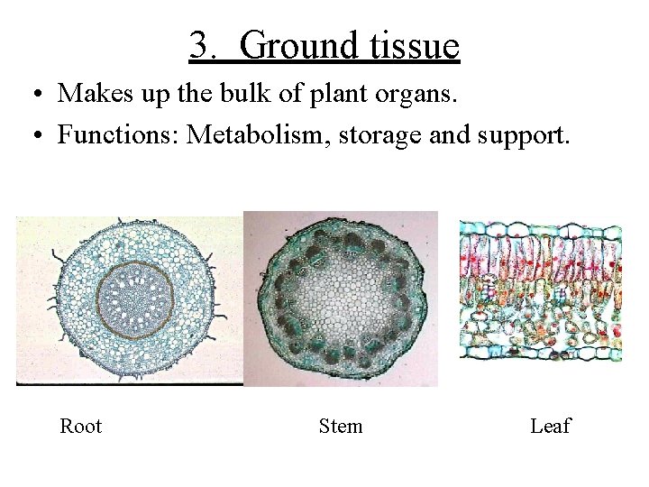 3. Ground tissue • Makes up the bulk of plant organs. • Functions: Metabolism,