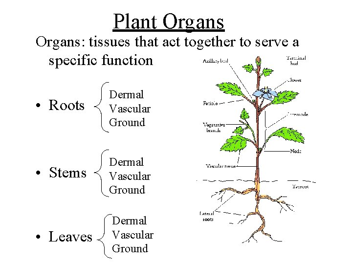 Plant Organs: tissues that act together to serve a specific function • Roots Dermal